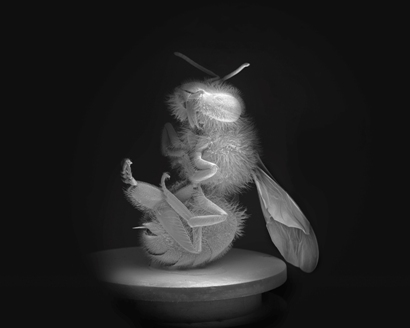 Anne Noble; Dead Bee Portrait 8