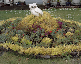 Owl, Avondale by Allan McDonald