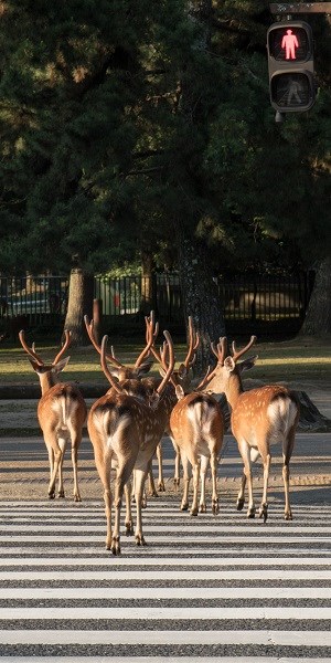 Yoko Ishii; Deer Crossing, Nara