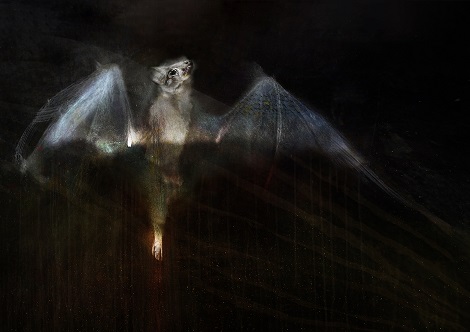 Judith Crispin; Enid The Bat