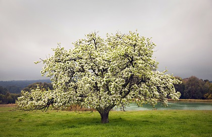 Helga Salwe; The Tree