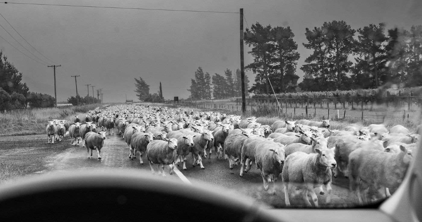 Waipara sheep