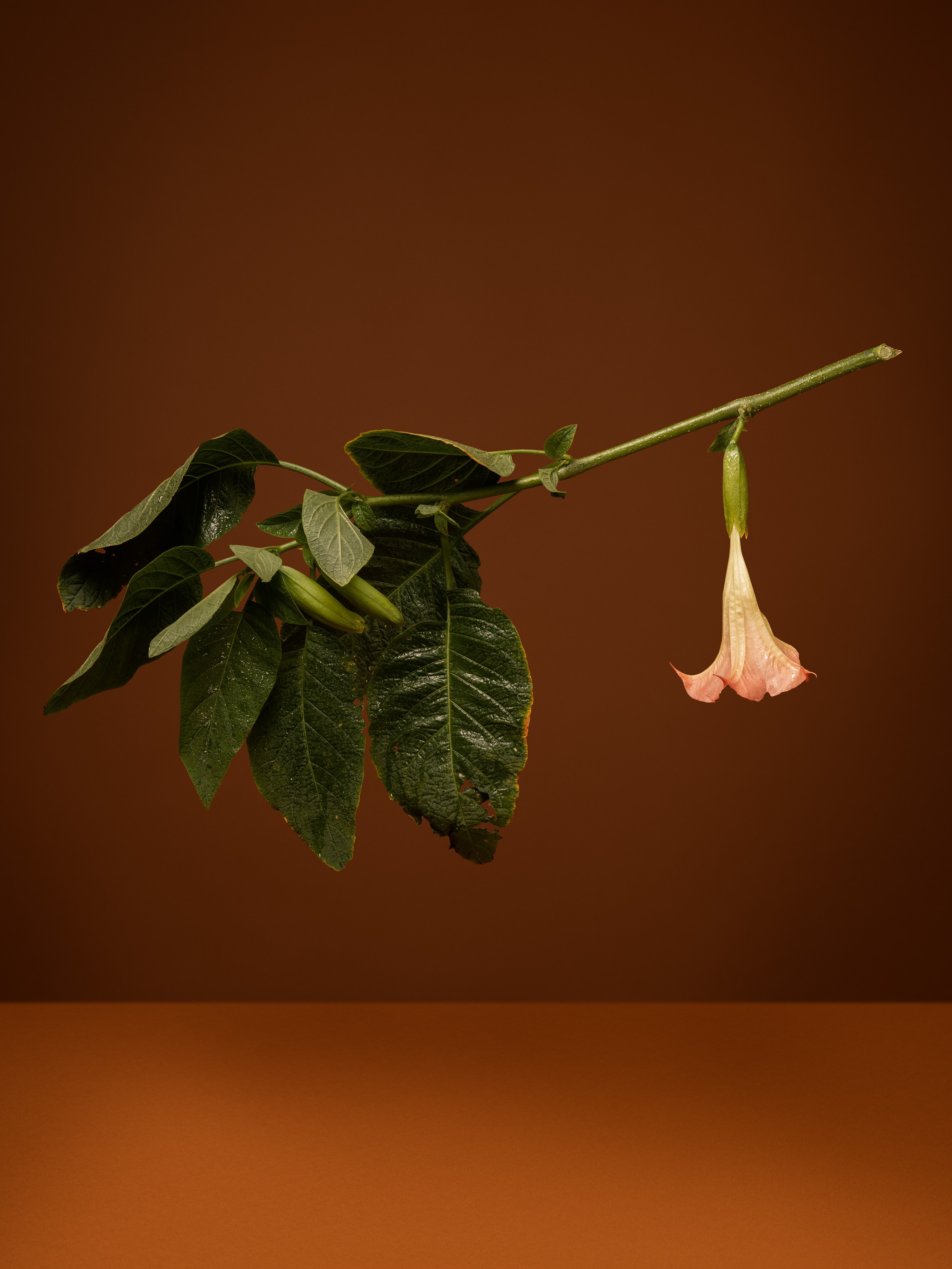 Ann Shelton, On certain days or nights she anoints a staff and rides (Brugmansia, Angels Trumpet, snowy angel's trumpet, angel's tears, Datura [misleading]), 2022-ongoing, archival pigment print on Hahnemühle Bamboo.  