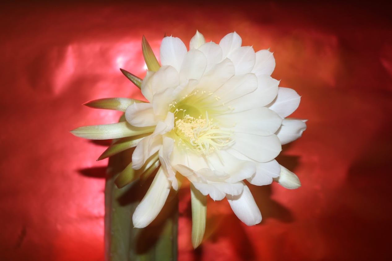 Hannah Berry - Epiphyllum