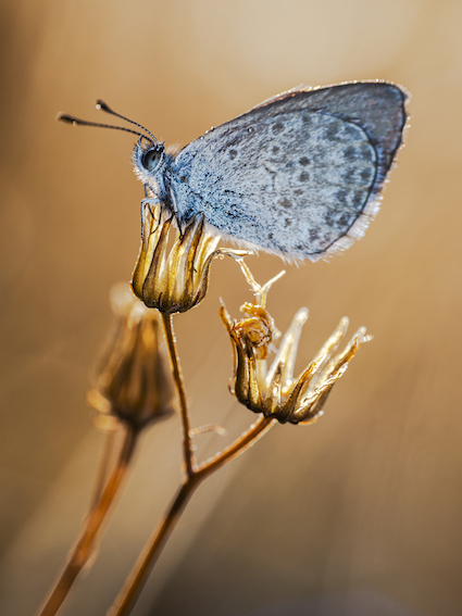 Blue Butterfly Golden Light, Damon Marshall