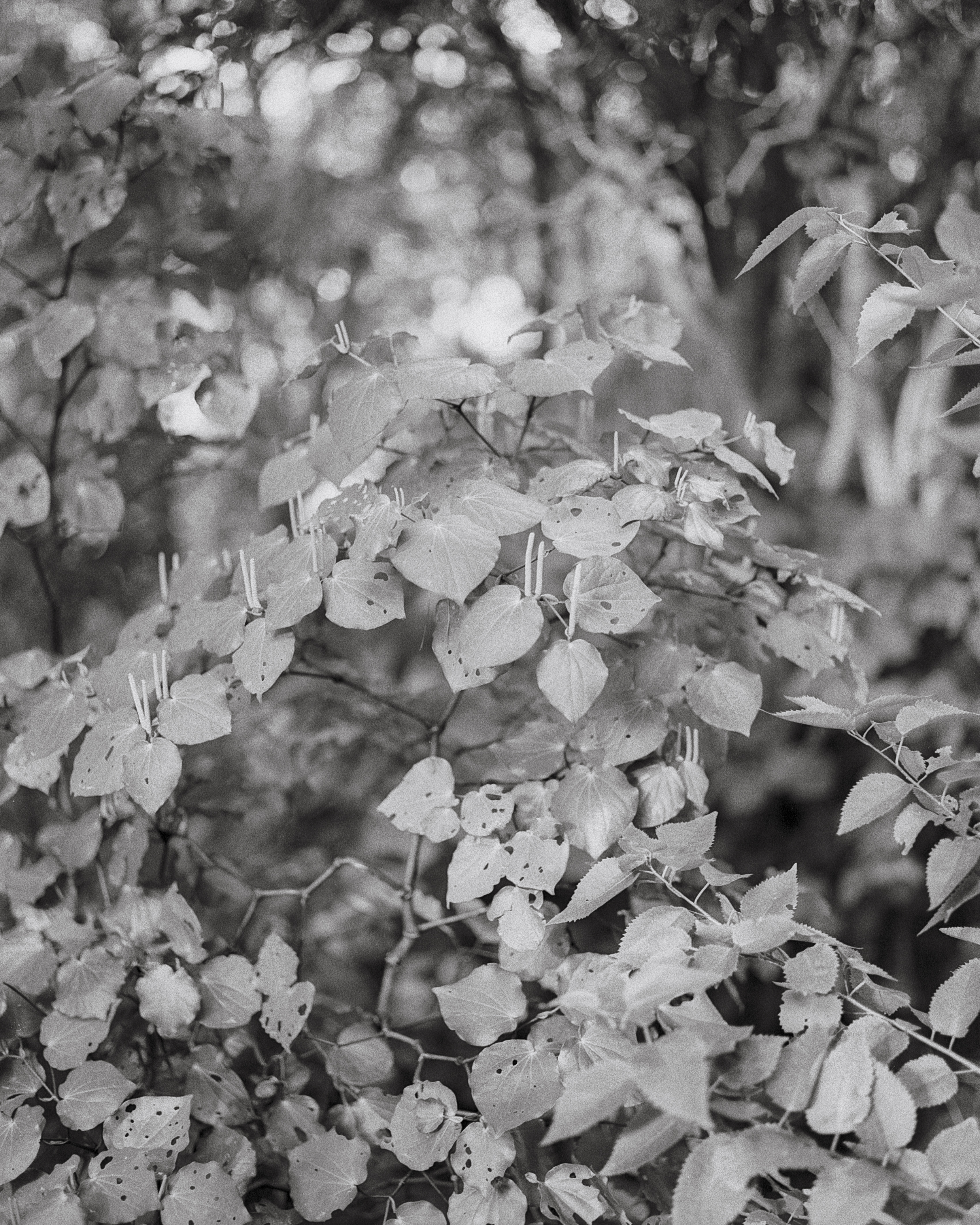 Kawakawa by Samson Dell