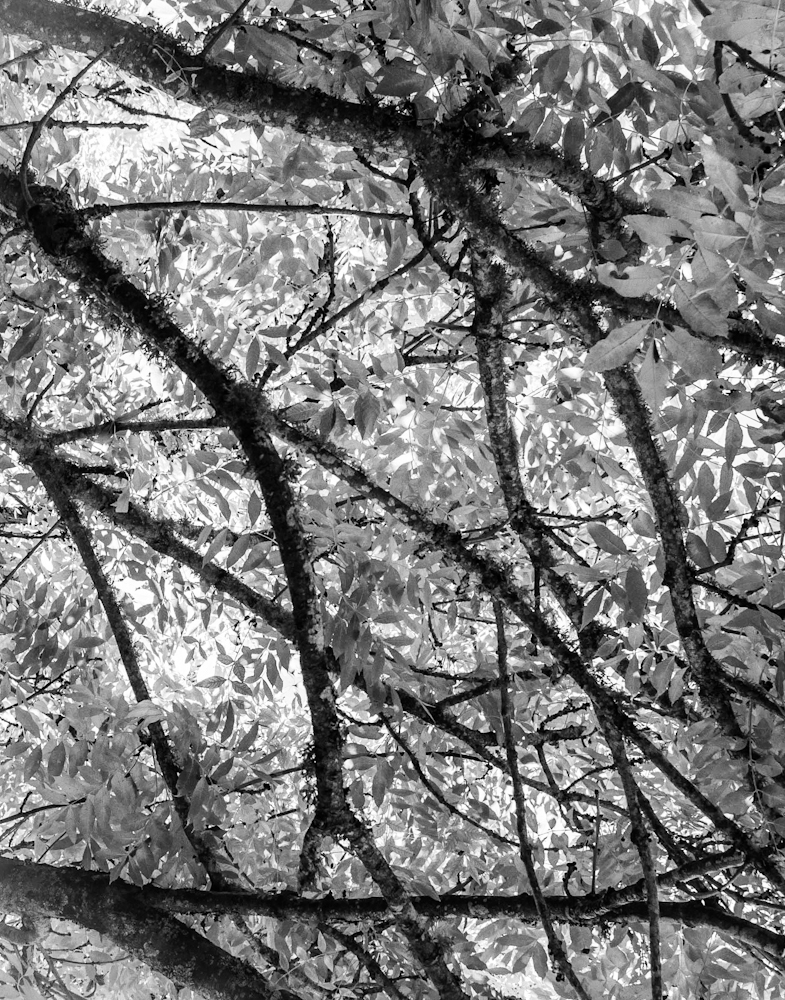 Tree, Elias Shimazu-Deacon​