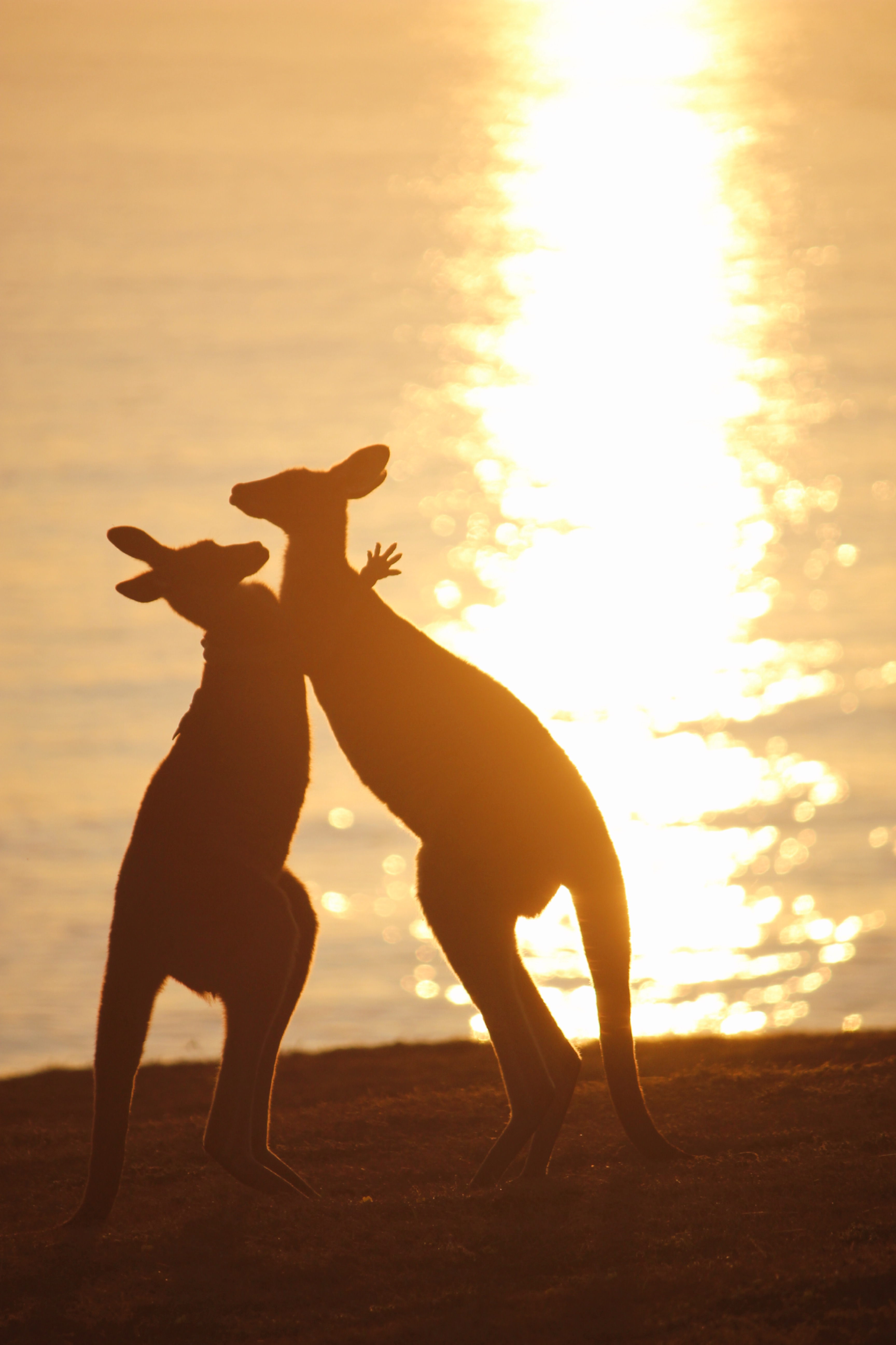 Animals’ Daily Life