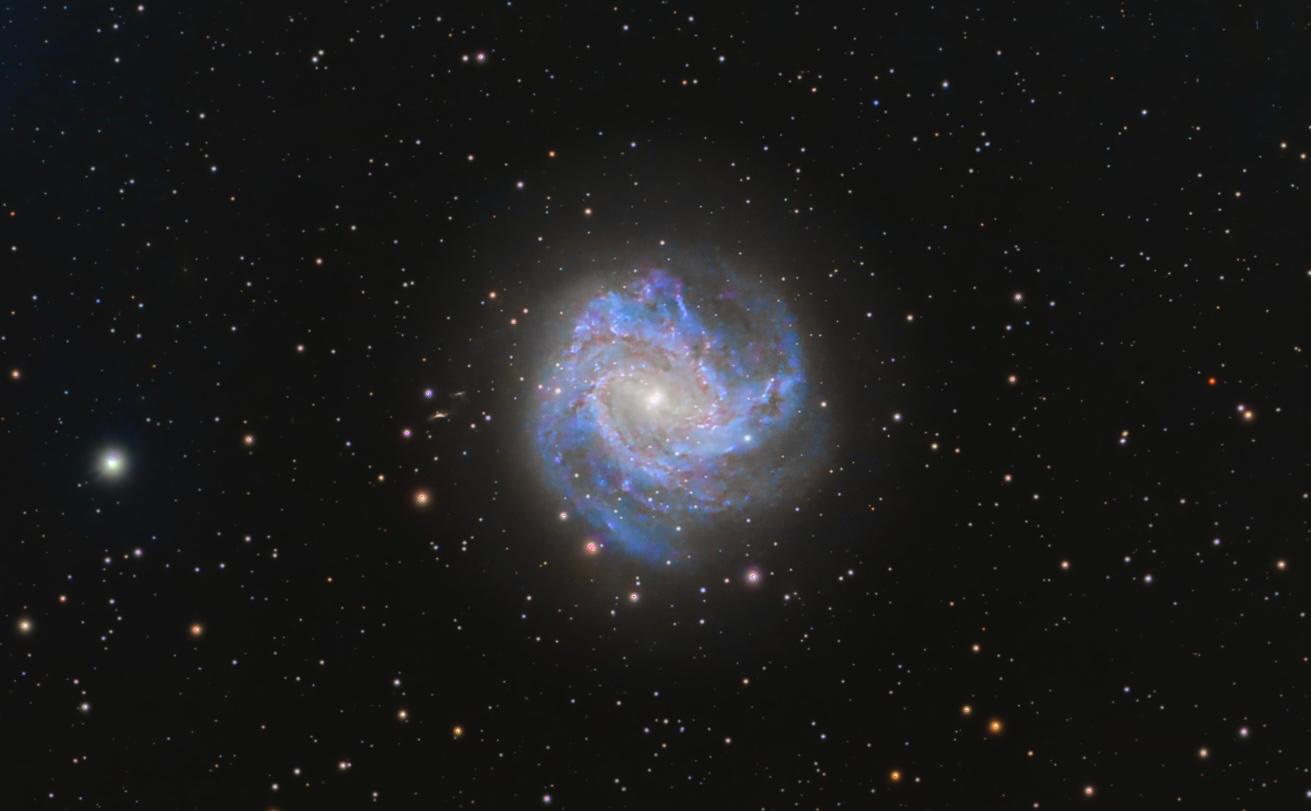 Southern Pinwheel