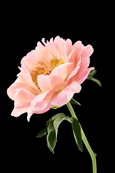 Maryanne Bilham; Flower