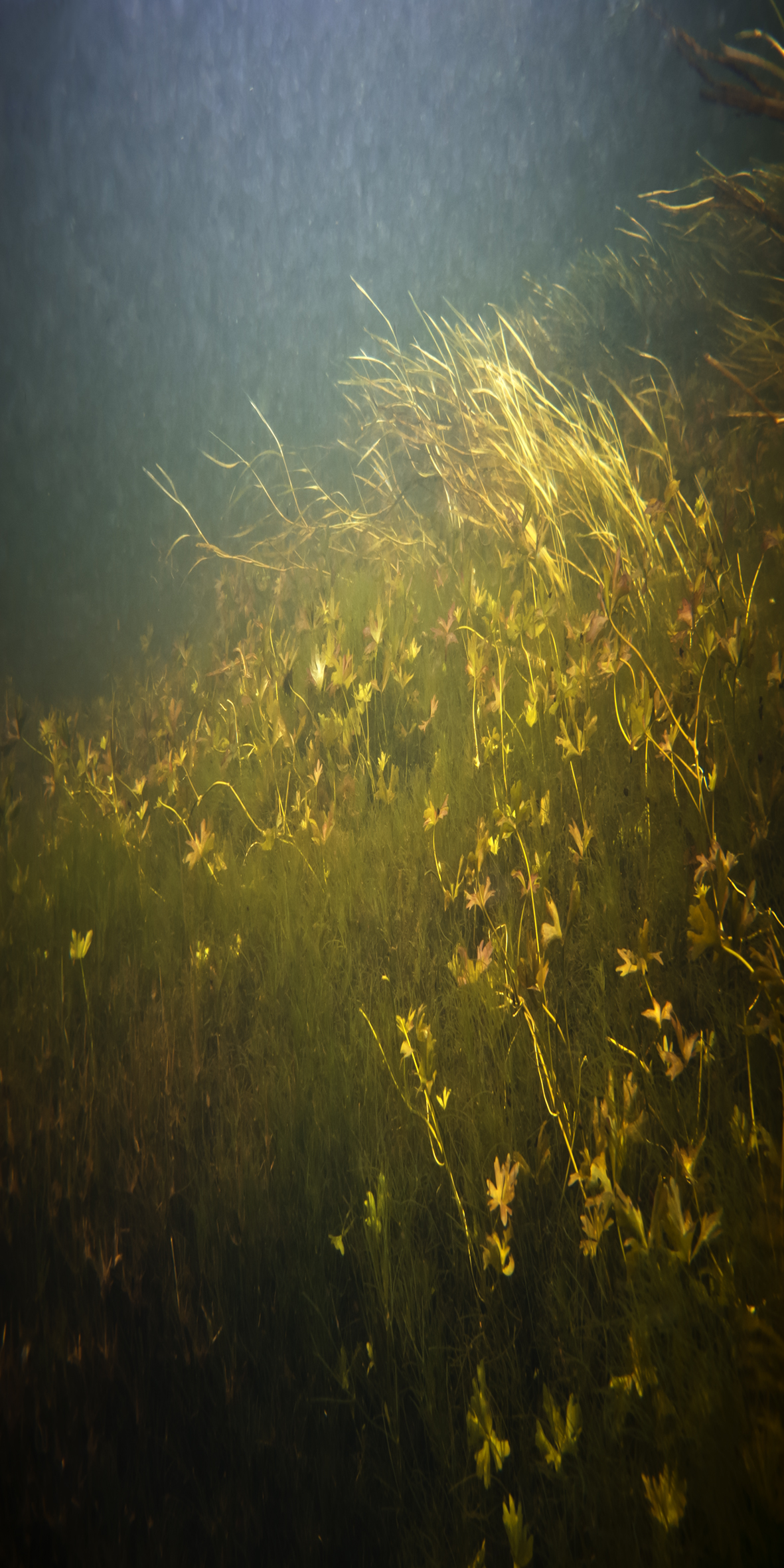 Untitled III; Cathy Carter