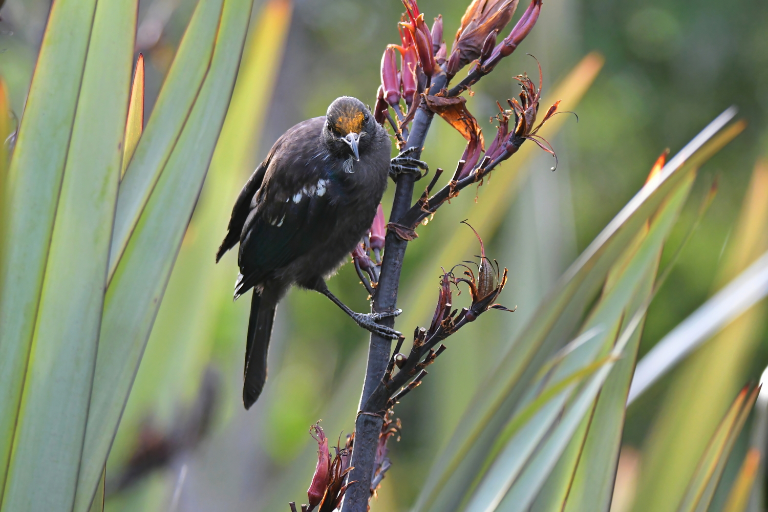 Young Nectar Crowned