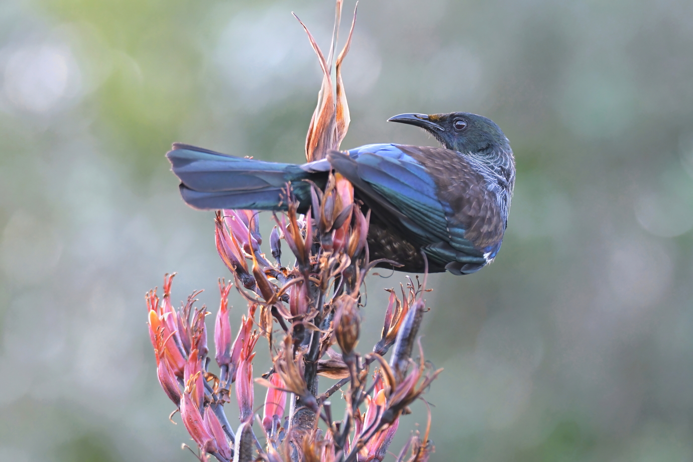Sovereign of the Flax Sky