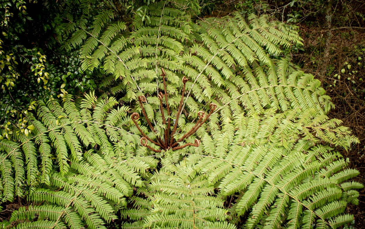 Auckland Festival of Photography