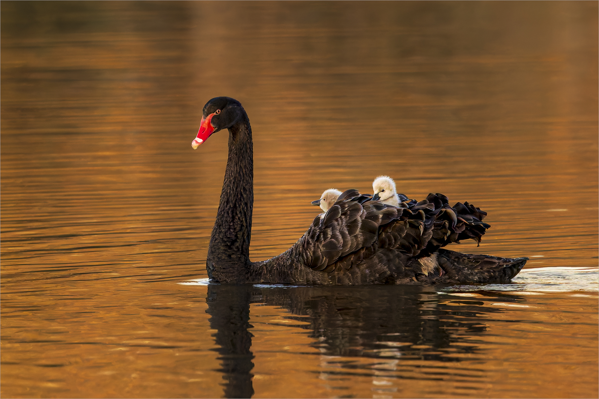 Black Swan by Margaret Jones LPSNZ