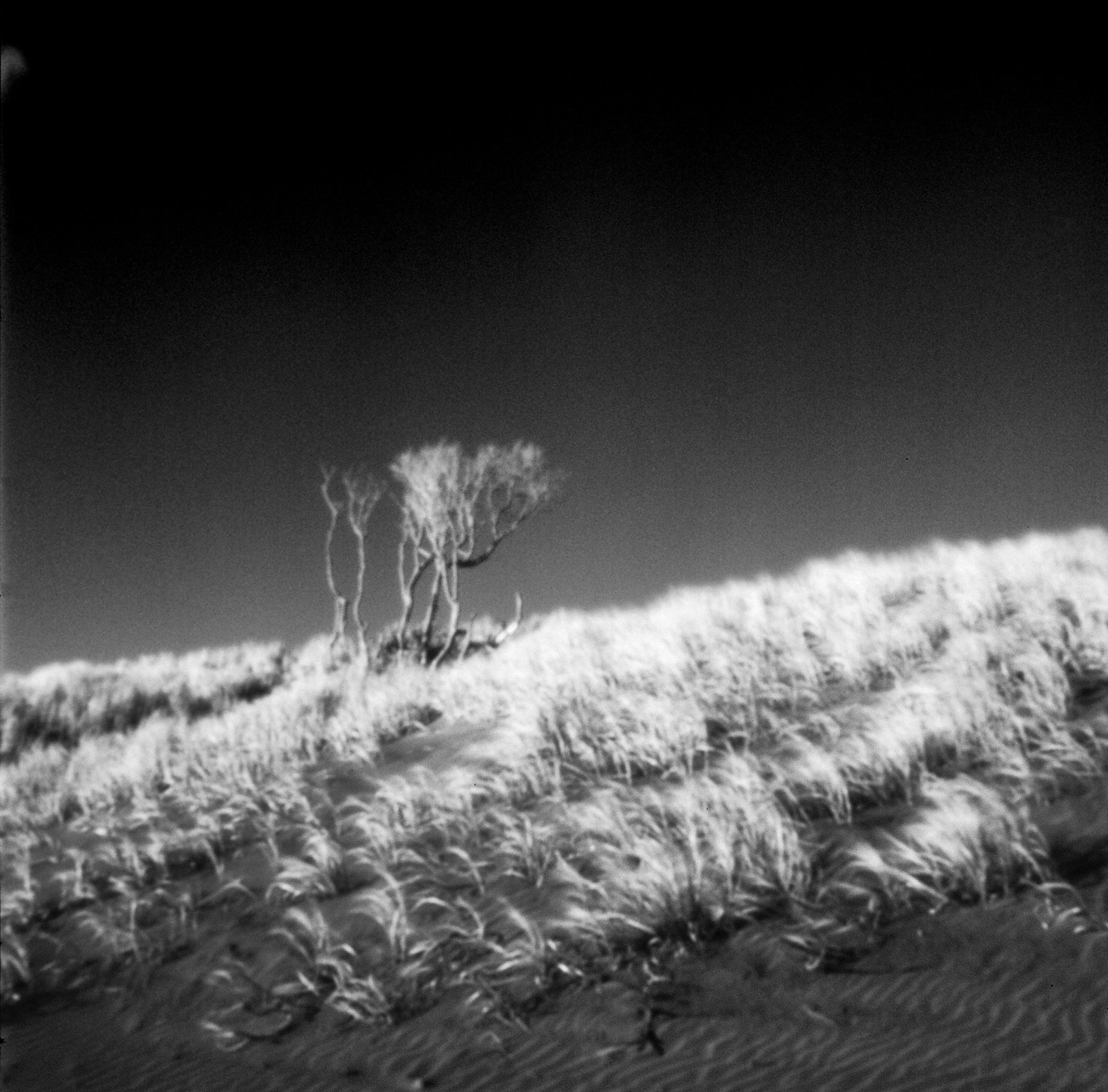 David Collier Muriwai