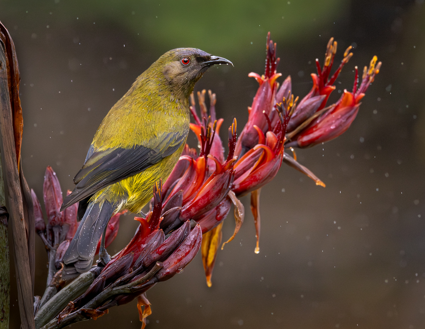 Auckland Festival of Photography