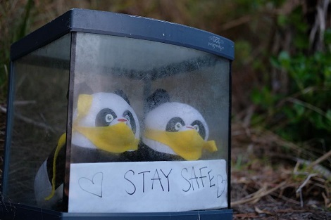 Charles_Roux; Isolation Panda Bears