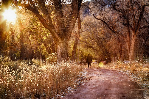 Maryanne Bilham; Autumnal Rays