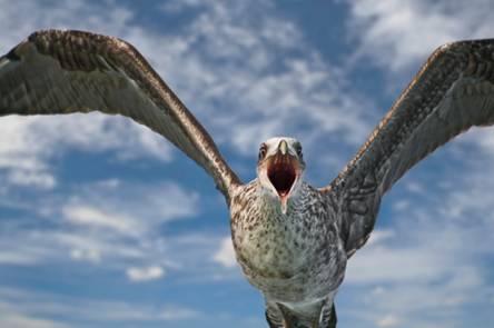 SeagullbyTheodoorVenter