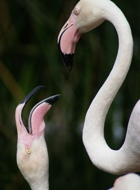 Dianne Gilroy; Sunday at the Zoo; Flamingoes at the Auckland Zoo 21st January 2007