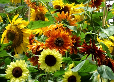 Bonnie Buchan;Summer Sunshine; Inside the glass houses at Auckland Domain