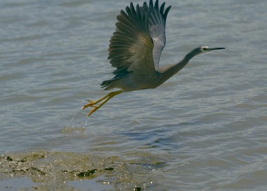 photo taken in Panmure Basin this holiday