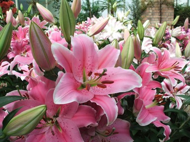 Juliet Hopkins; Summer Colour;Summer colour at the Domain Auckland