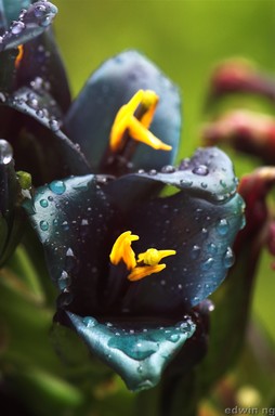  Blue flower