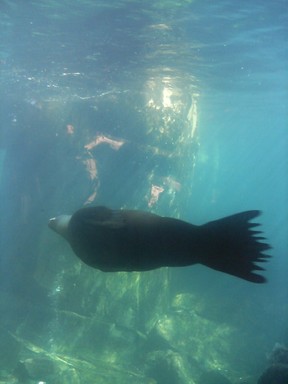 Katyanne Topping; Flowing with grace; Taken at the Auckland Zoo. One of the seals being graceful underwater