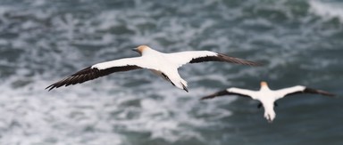 Nayden Koon; Soar; Gannets from Muriwai