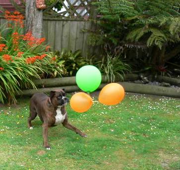 Winifred Struthers; I want to play as well; After the party Tia likes to burst the balloons.Photo taken in Grandma's back garden, Glendene.