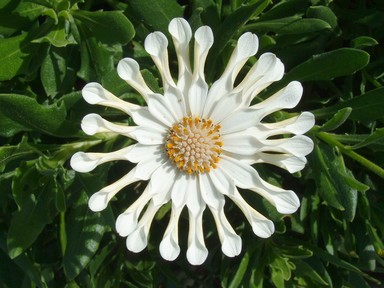 Frank Wan; A Little White; Taken from Auckland Botanic Garden