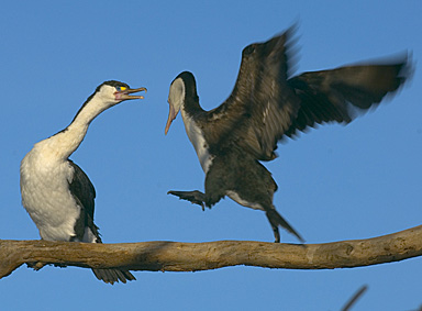 John Ling; photo was taken near the bird rescue centre at Panmure Basin reserve