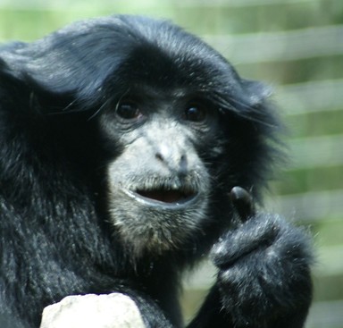 Dianne Gilroy; Don't Point that Camera at Me!; Taken at Auckland Zoo   March 2007