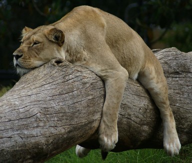 Dianne Gilroy; Totally Relaxed; Taken at Auckland Zoo March 2007