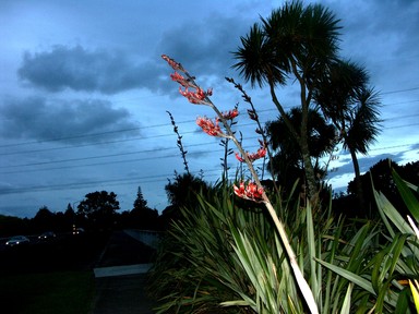 Zelda Wynn; WHAU FLAX BEAUTY; night time photo taken on a walk near Rata Street.New Lynn