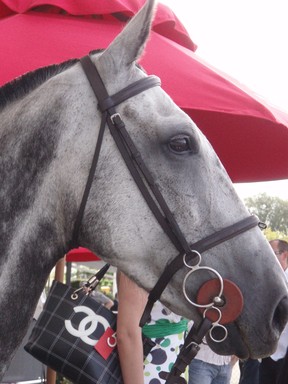 Mila Stojadinovic; A face full of grace; Ellerslie rhorse races in March