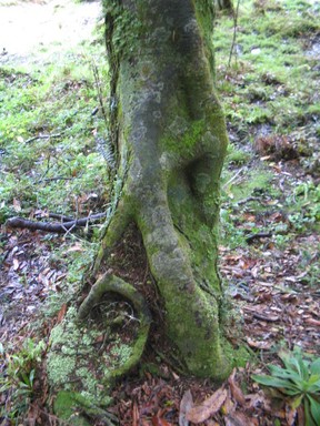 Katyanne Topping; Growing Wild; Taken on a tramping trip in Hunua