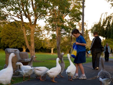 Hiroaki Hosono; Mom, we are hungry....!; Leica Digilux 3, Taken in the western springs park.
