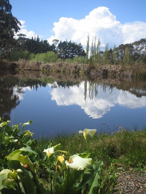 Elyse Childs; MacNuts Macadamia Farm and Cafe; Tourists love the Macadamia Farm by Helensville