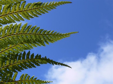 Jason Horrocks; Ferns; Taken in my front garden