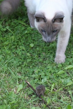 Lyall Reynolds; Don't look behind you; Shasta the Balanese stalking a mouse