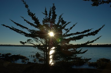 Juha Saarinen; Sun through tree by Ngataringa Bay; Lucky shot with a Nikon D70 of the sun in winter shining through a tree in Devonport, Ngataringa Bay