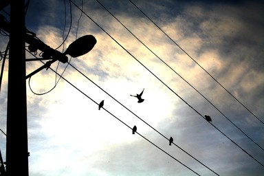 Stephen Hardy; Morning song; Taken in Ponsonby early morning the city awakes to a new song