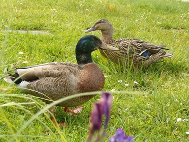 Jason Horrocks; Peaceful creatures; Waited long enough for me to take the picture