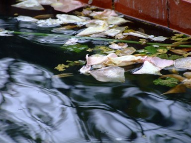 Colin Finch; Silk Flowers; Water is photographs so well its smooth with great flow, its amazing