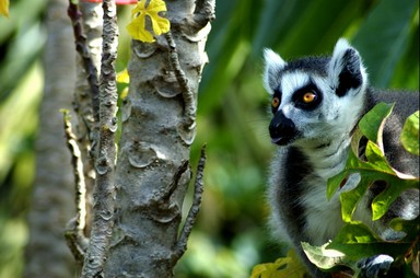 Spence ZHENG; Focus; Photo taken at Auckland Zoo