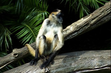 Spence ZHENG; Waiting; Photo taken at Auckland Zoo