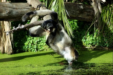 Spence ZHENG; Kiss; Photo taken at Auckland Zoo